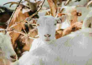 У кози пропало молоко: що ви робите не так і як все виправити