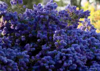 Кращий за бузок: вражаючий декоративний кущ, що здивує всіх