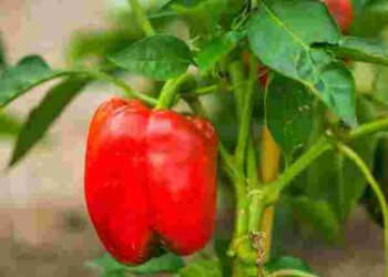 Розчин, що творить дива: чим полити перець, щоб отримати максимальний врожай з куща