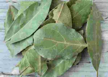 Такого ви ще не пробували: як лаврове листя допоможе покращити стан ґрунту