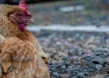 Кури несуть яйця без шкарлупи не просто так: про які проблеми це сигналізує