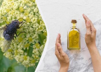 Експерти з прибирання розповіли, який запах ненавидять мухи: він відлякає їх одразу