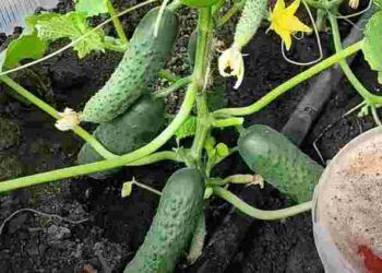Соковиті огірки до самих заморозків: як максимально продовжити їх цвітіння
