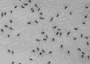 Ці запахи мошки не переносять: як вивести шкідників із вазонів