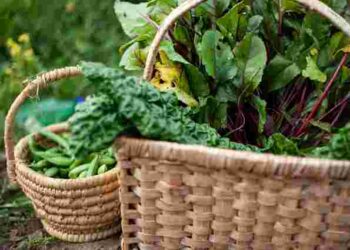 Середина літа – не кінець сезону: найкращі дні для посадок за місячним календарем