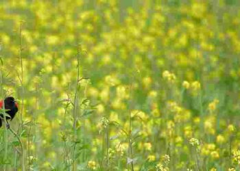 Швидка допомога виснаженому ґрунту: які сидерати сіяти в кінці липня для відновлення родючості