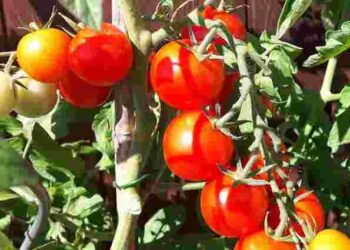 Як прискорити дозрівання помідорів: 5 найдієвіших безкоштовних способів