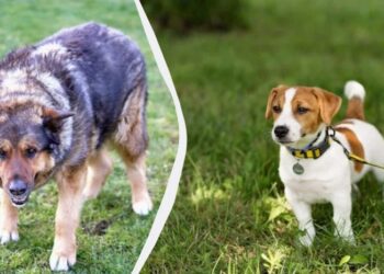 Як діяти, якщо на вашого собаку напав інший пес: кінолог розповіла про власний досвід