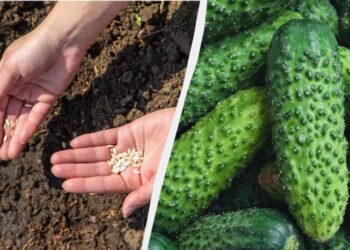 Які сорти огірків ще можна посіяти в липні: встигнете зібрати врожай