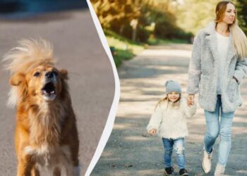 Кінолог розповіла, що робити, якщо до вашої дитини або до вас причепився бродячий пес