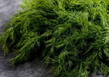 Не сушите и не замораживайте, просто сложите в банке: самый простой способ хранения укропа