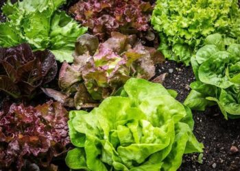 Не выбрасывайте зелень: крутой трюк “вытащит” всю горечь из салата