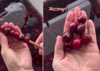 Никаких булавок: элементарный лайфхак, который позволит очистить сразу много вишен (ВИДЕО)