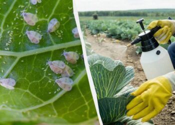 Один копійчаний засіб знищує білокрилку вщент: справжній порятунок для капусти