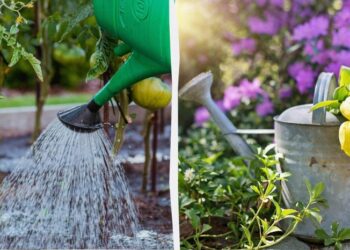 Садівник назвав найгірший час доби для поливу: тільки даремно переведете воду