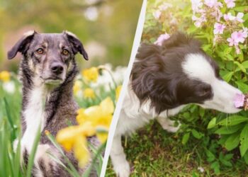 Собака назавжди відучиться підбирати сміття з землі: безвідмовний трюк для всіх порід