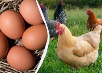 Так годують курей-несучок у селах – яйця збирають великі з яскравим жовтком: приклад раціону