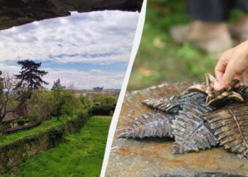 В Ужгороді “розцвіла” квітка папороті: де її шукати (фото)