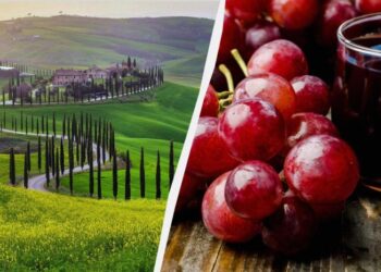 Винний експерт відвідала 77 виноробних регіонів по всьому світу: ці п’ять її підкорили