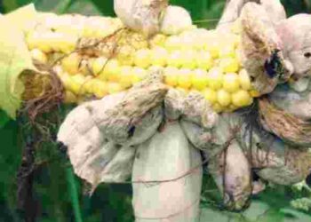 Страшна і небезпечна хвороба: що таке пухирчаста сажка кукурудзи і чому її варто остерігатися