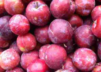 Не пошкодуєте взагалі: 6 найсмачніших сортів слив, які варто спробувати
