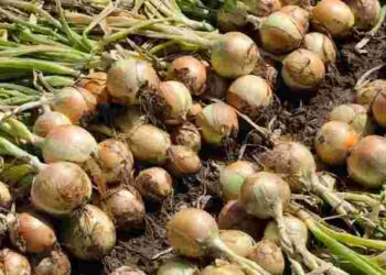 Коли збирати цибулю у 2025 році: головні ознаки стиглості та поради для дачників