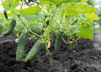 Як продовжити плодоношення огірків у серпні: ефективний рецепт від досвідчених городників