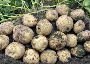 Рак буває і в картоплі: як уберегти врожай від небезпечної хвороби