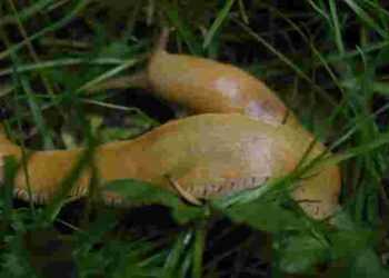 Позбутися раз і назавжди: 4 дієві методи проти слимаків на ділянці