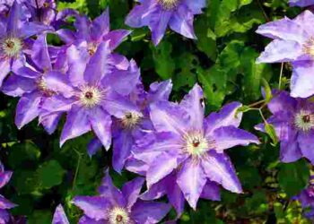 Обережно, щоб не нашкодити: як правильно обрізати клематиси