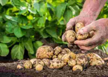 Встигніть вчасно: які сприятливі дні для копання картоплі у вересні