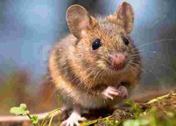 Природа вже подбала про все: 10 рослин, які допоможуть вигнати мишей із саду