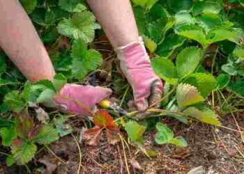 Як правильно висадити полуницю в серпні для раннього і рясного врожаю наступного року