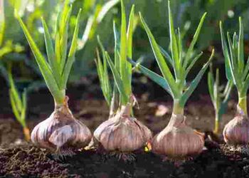 Не проґавте найкращий момент: головні ознаки, що часник пора викопувати