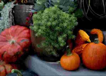 Виберіть найкращий день для робіт у саду і на городі: посівний календар на вересень 2025 року