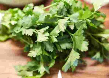 Збережете смак та користь: як правильно заморозити зелень на зиму