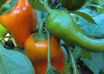 Пора збирати чи ще рано: як визначити, чи перець вже повністю достиг