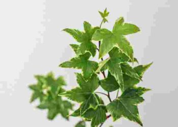 Вам потрібна лише одна рослина: як зупинити ріст цвілі у ванній