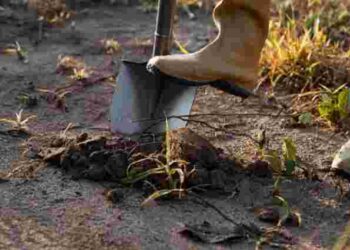 Встигнете підживити ґрунт до наступного сезону: посійте ці сидерати в серпні