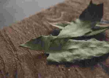 Лаврові листки годяться не тільки як прянощі: навіщо їх класти у кути квартири