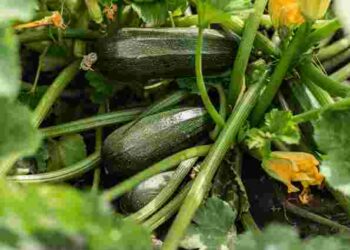Кабачки будуть родити до холодів: яке останнє підживлення в серпні їм треба