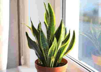 Сансевʼєрія буде яскрава і різнобарвна: 4 основні поради, як зберегти строкатість листя