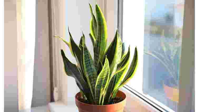 Сансевʼєрія буде яскрава і різнобарвна: 4 основні поради, як зберегти строкатість листя