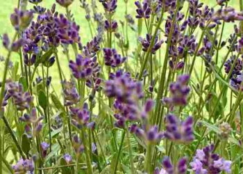 Перестане квітнути і рости: які рослини не можна садити поруч з лавандою