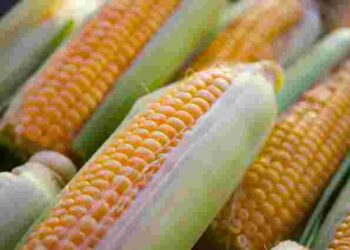 Ідеальна та солодка: як правильно заморозити кукурудзу на зиму