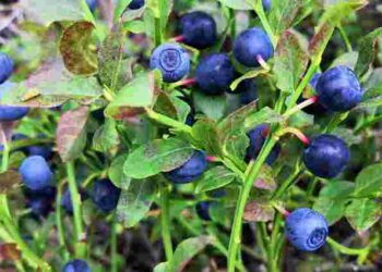 Залишиться максимум смаку і користі: як правильно заморозити чорницю