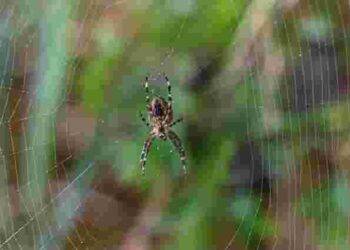 Без токсинів і зайвих витрат: як вигнати павуків із дому