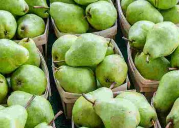 Сильний аромат і гладка шкірка: як вибрати ідеальну стиглу грушу