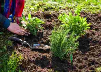 Починайте уже з серпня: що посадити на городі під зиму