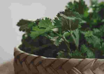 Залишатиметься свіжою довго: як правильно зберігати петрушку